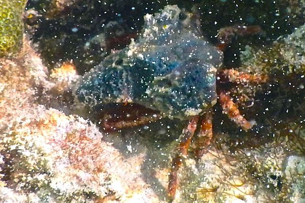 Crabs - Sponge Decorator Crab Crabs - Sponge Decorator Crab