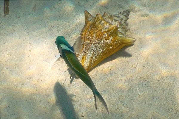 Wrasse - Bluehead Wrasse