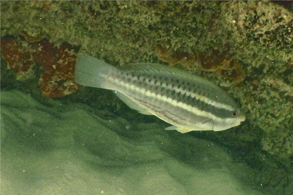 Parrotfish - Striped Parrotfish Parrotfish - Striped Parrotfish