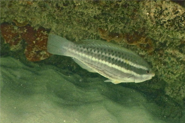 Parrotfish - Striped Parrotfish