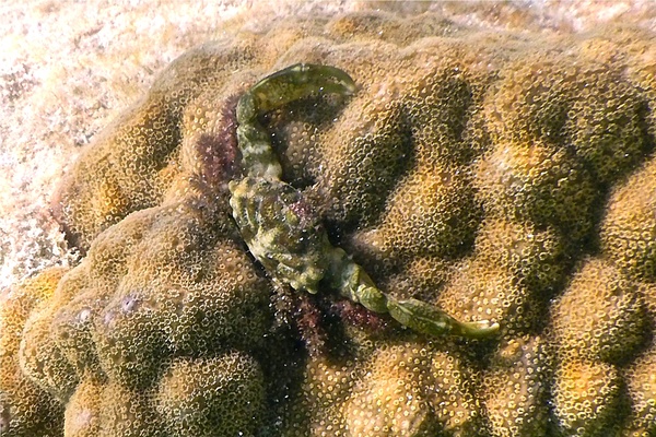 Crabs - Red Ridged Clinging Crab