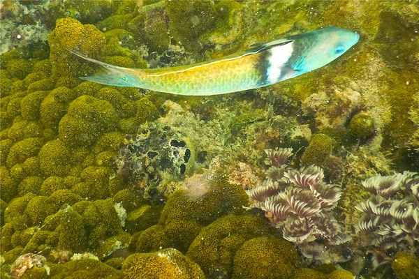 Wrasse - Bluehead Wrasse