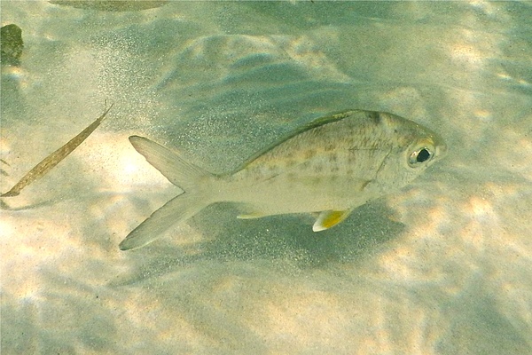 Mojarras - Yellowfin Mojarra