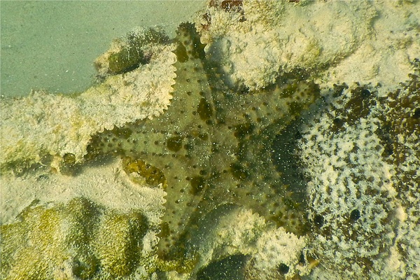 Starfish - Cushion Sea Star