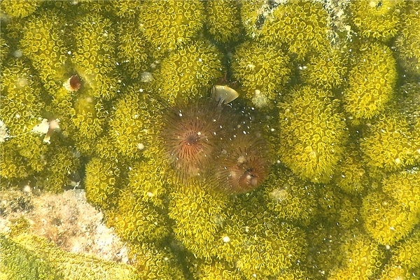 Nudibranch - Christmas tree worm