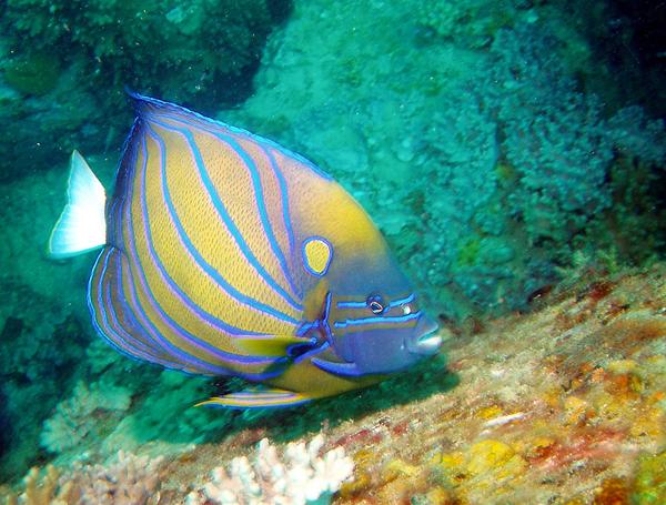 Blue-ringed Angelfish - Pomacanthus annularis