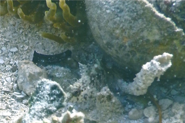 Blennies - Rosy Blenny