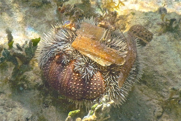 Sea Urchins - West Indian Sea Egg
