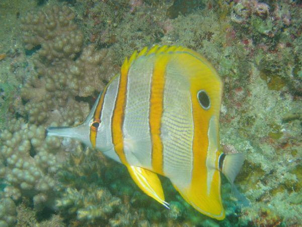 Butterflyfish - Copperband Butterflyfish