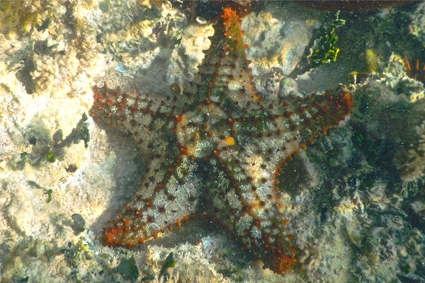 Starfish - Cushion Sea Star