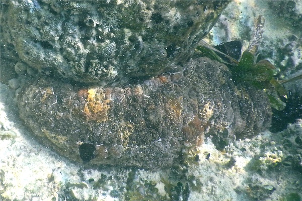 Sea Cucumbers - Florida Sea Cucumber