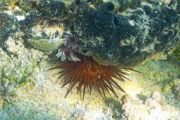 Sea Urchins - Rock Boring Urchin