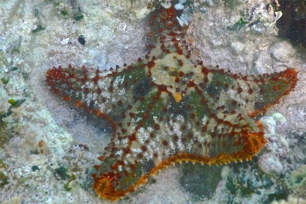 Starfish - Cushion Sea Star