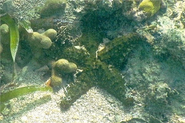 Starfish - Cushion Sea Star