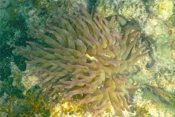 Anemones - Giant Sea Anemone