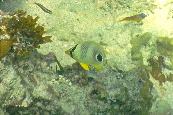 Butterflyfish - Foureye Butterflyfish