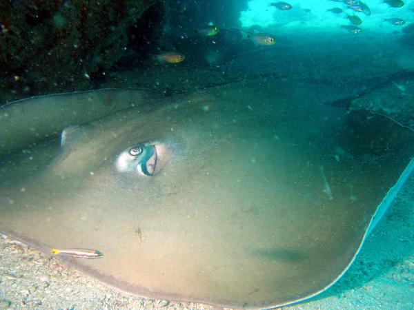 Stingrays - Jenkins Whipray