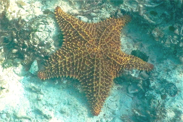 Starfish - Cushion Sea Star