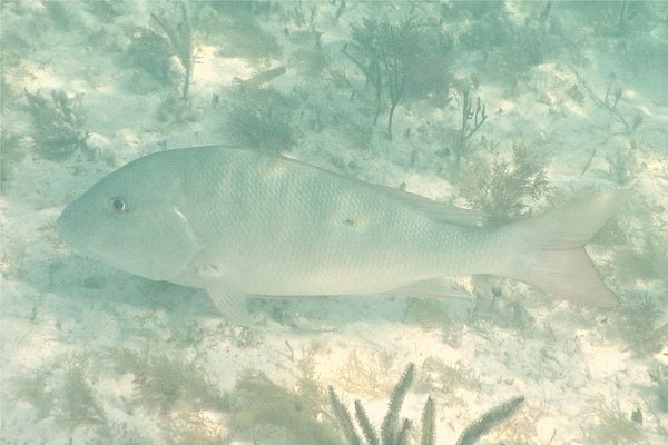 Snappers - Mutton Snapper