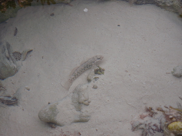 Gobies - Antilles Frillfin