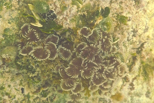 Featherduster Worms - Social Feather Duster Worm