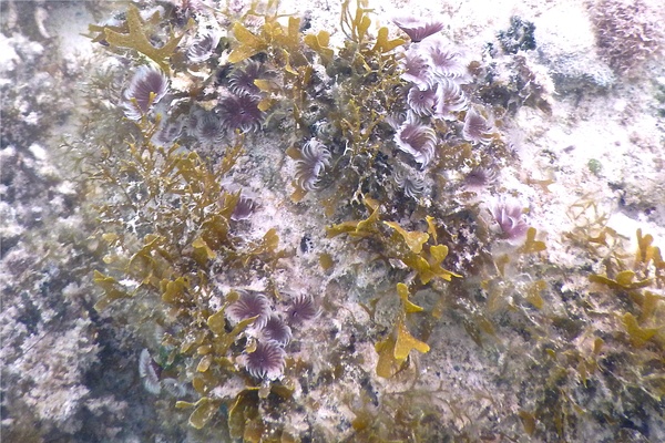 Featherduster Worms - Social Feather Duster Worm