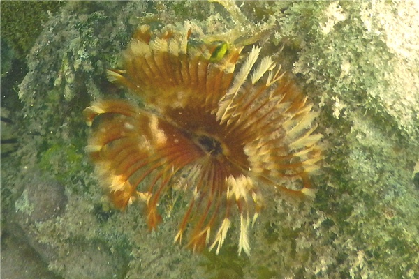 Featherduster worms - Split-crown Featherduster