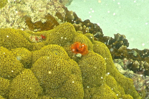 Tube Worms - Star Horseshoe Worm