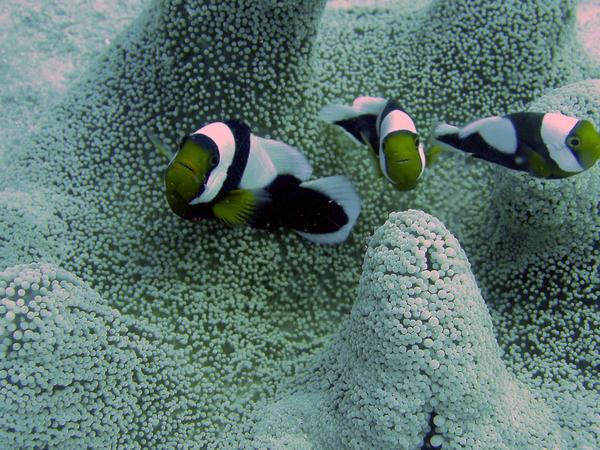 Damselfish - Saddleback Anemonefish