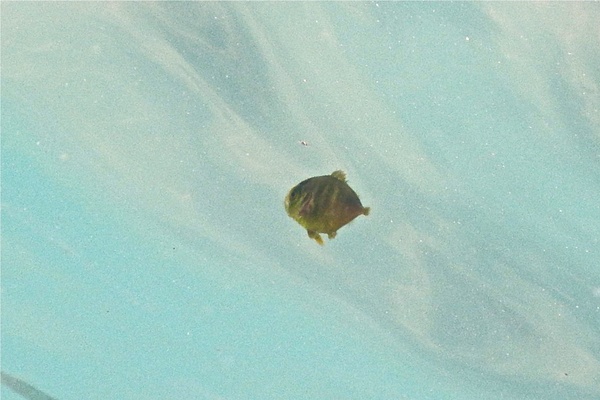 Jacks - Crevalle Jack Jacks - Crevalle Jack