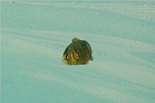 Jacks - Crevalle Jack Jacks - Crevalle Jack