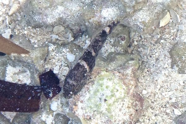 Gobies - Frillfin Goby