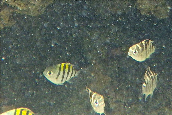 Damselfish - Night Sergeant