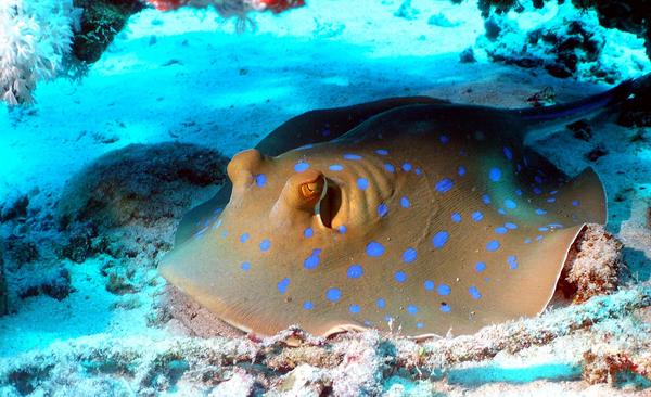 Stingrays - Blue Spotted Stingray