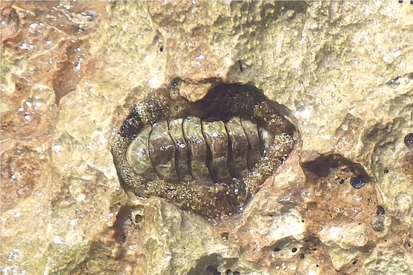 Chiton - Fuzzy Chiton