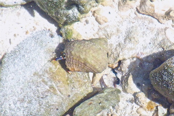 Crabs - Blue Legged Hermit Crab