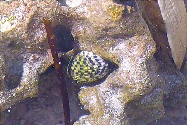 Sea Snails - Checkered Nerite Sea Snails - Checkered Nerite