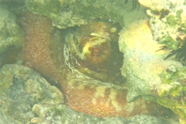 Octopuses - Common Octopus Octopuses - Common Octopus