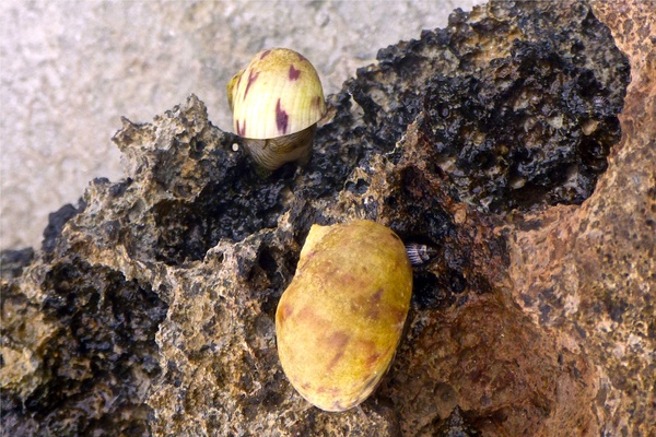 Sea Snails - Bleeding Tooth Nerite Sea Snails - Bleeding Tooth Nerite