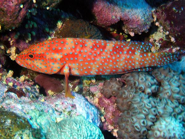 Coral Grouper