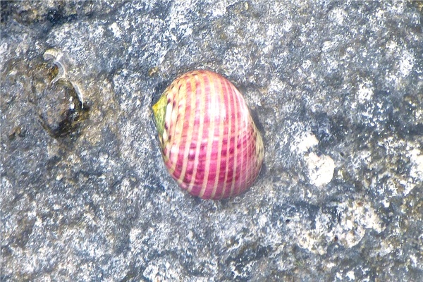 Sea Snails - Four Toothed Nerite Sea Snails - Four Toothed Nerite