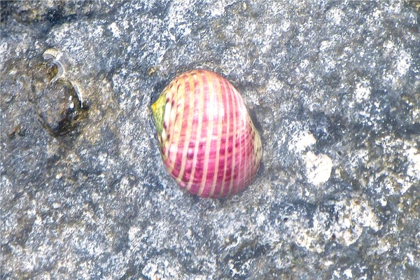 Sea Snails - Four Toothed Nerite