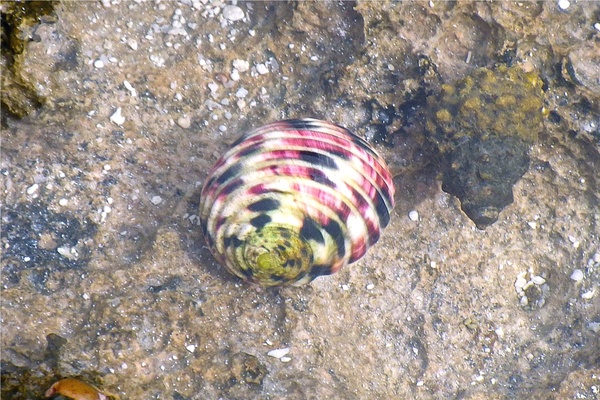 Sea Snails - Four Toothed Nerite Sea Snails - Four Toothed Nerite