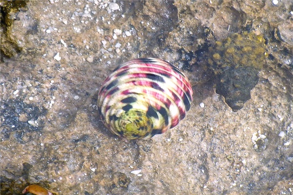 Sea Snails - Four Toothed Nerite