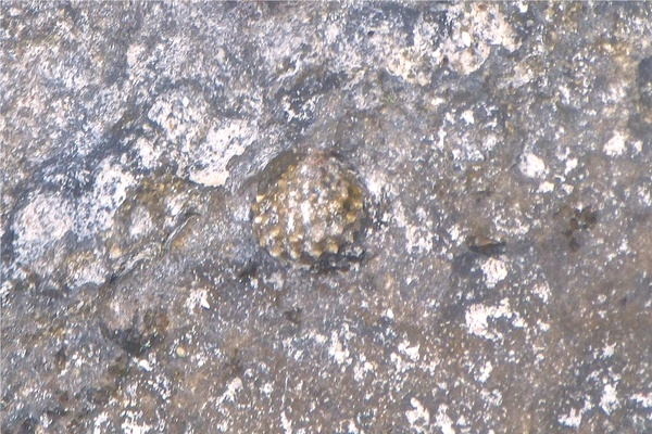 Sea Snails - Chestnut Turbo Snail Sea Snails - Chestnut Turbo Snail