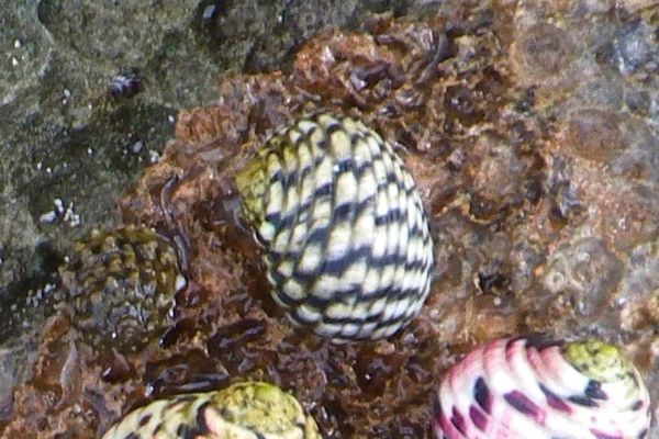 Sea Snails - Checkered Nerite Sea Snails - Checkered Nerite