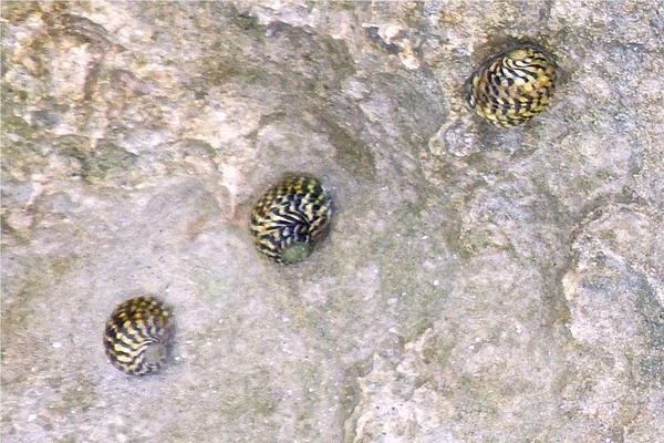 Sea Snails - Checkered Nerite Sea Snails - Checkered Nerite