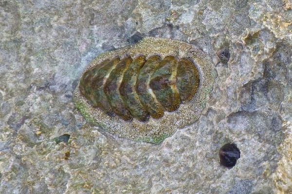 Chiton - Fuzzy Chiton