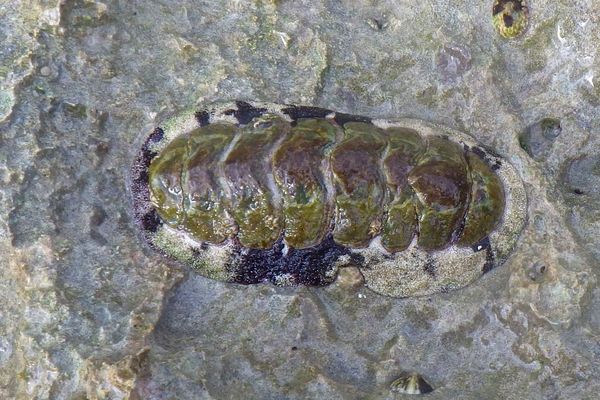 Chiton - Fuzzy Chiton