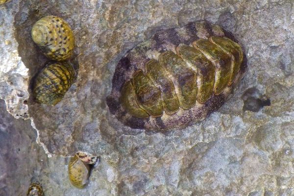 Chiton - Fuzzy Chiton